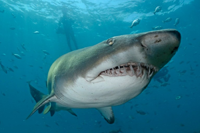 Thaïlande: une touriste allemande agressée par un requin taureau