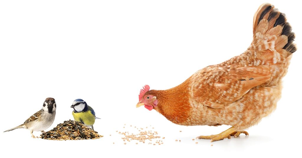 Science : Pourquoi les Oiseau volent et les poulets marche ?