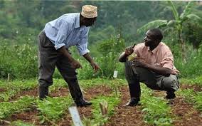 Restauration végétale en Afrique : une ambition freinée par des défis majeurs