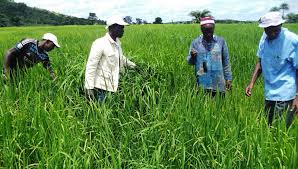 Restauration végétale en Afrique : une ambition freinée par des défis majeurs