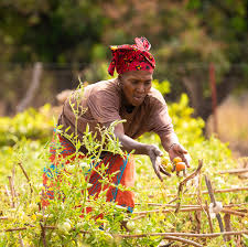 Restauration végétale en Afrique : une ambition freinée par des défis majeurs