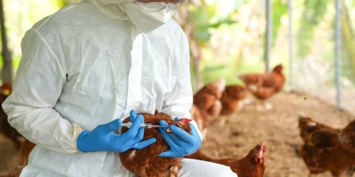 Un premier mort humain de la grippe aviaire