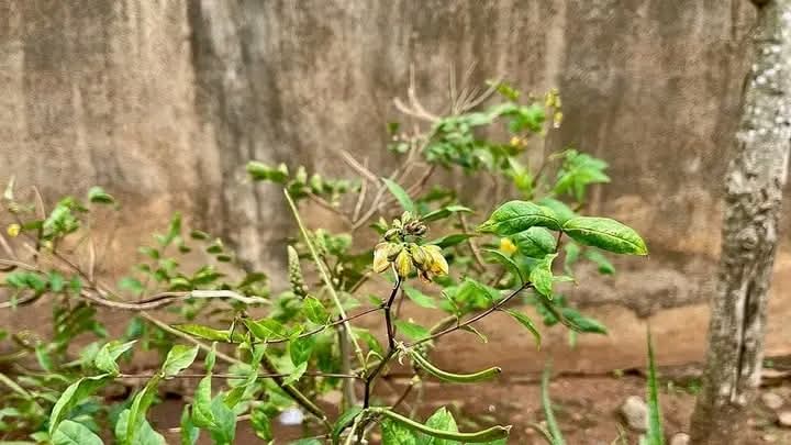 Santé / Le Kinkéliba : La Tisane de Longue Vie selon la Sagesse des Savants et des Marabouts