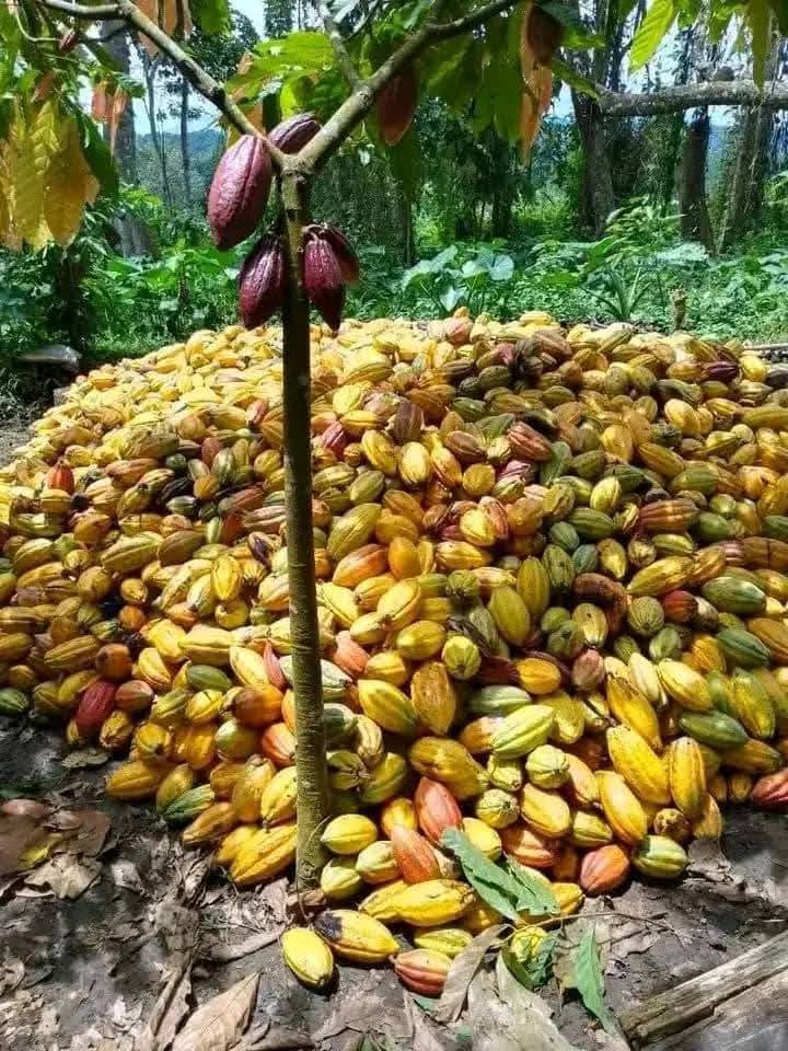 Cameroun/Festival du Cacao: la nouvelle édition annoncée du 10 au 12 avril à Yaoundé