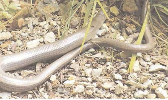 Tragédie à Gourél Bocar Samba - Sénégal : Deux enfants succombent à des morsures de serpent malgré les soins traditionnels