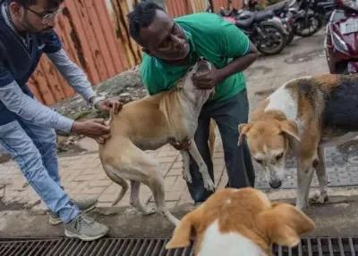 RECRUDESCENCE DE LA RAGE AU BÉNIN : UN ENFANT DÉCÈDE, L’ÉTAT RÉAGIT AVEC FERMETÉ