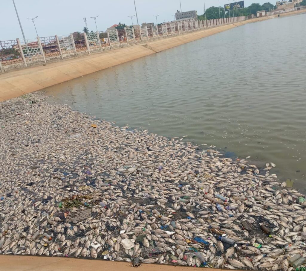 Togo/Alerte sanitaire à Todman : Le gouvernement met en garde contre la consommation de poissons douteux.