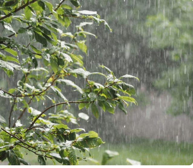 Tambacounda : L’hivernage s’installe avec 70 mm de pluie enregistrés