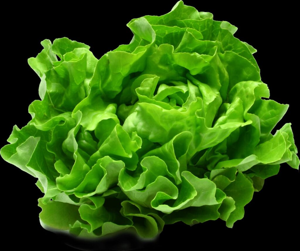 Les Bienfaits Inestimables de la Salade : Avis des Experts Contemporains