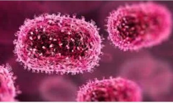 Mpox : L’OMS Maintient l’Alerte Sanitaire Internationale Face à une Épidémie Persistante en Afrique