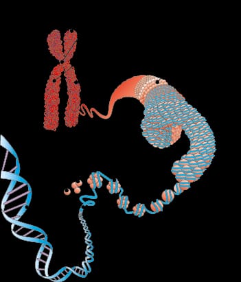 L’ADN : la signature codée de la vie