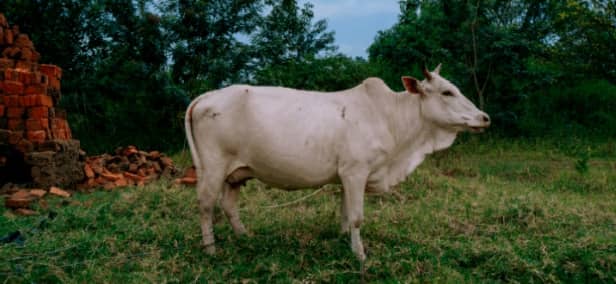 Climat : l’élevage ouest-africain au cœur des négociations à Bonn