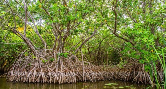 Joal-Fadiouth : La mangrove, trésor écologique et levier d’économie durable
