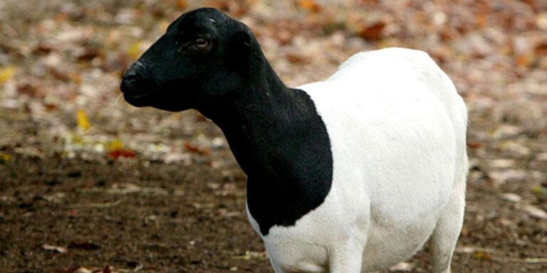 Bénin : un jeune homme perd la vie en pourchassant son propre mouton. Détails :