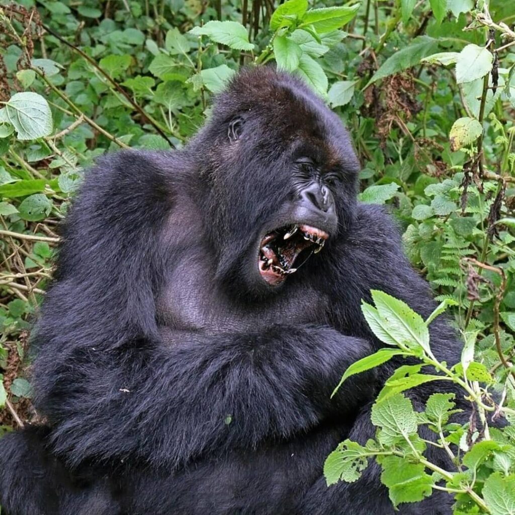 🦍 “Gorilles des Montagnes: Les Géants Menacés du Congo”