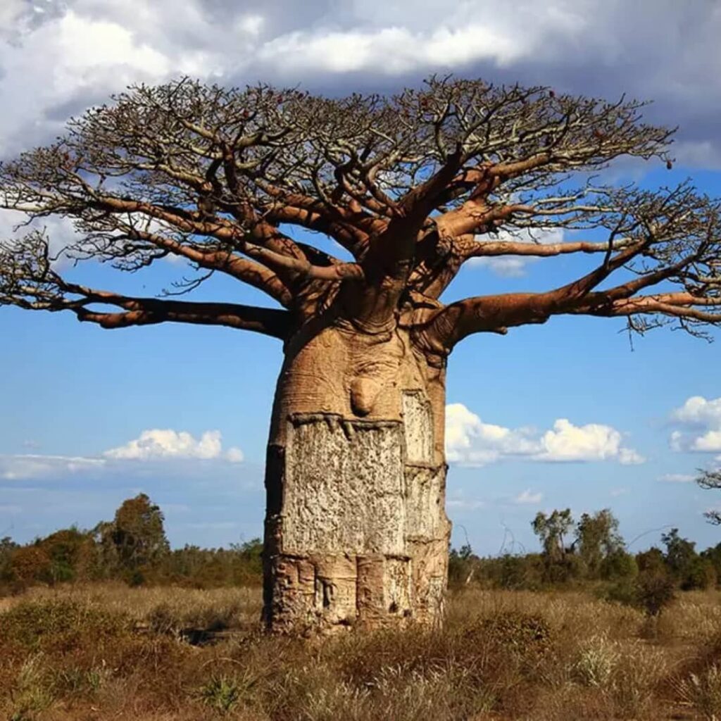 🌳 “Le Baobab, Gardien Millénaire d’Afrique: Mémoire Vivante des Terres Anciennes”