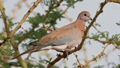Bénin – Faune: à la découverte de la tourterelle rieuse, un chant qui réveille les jardins.