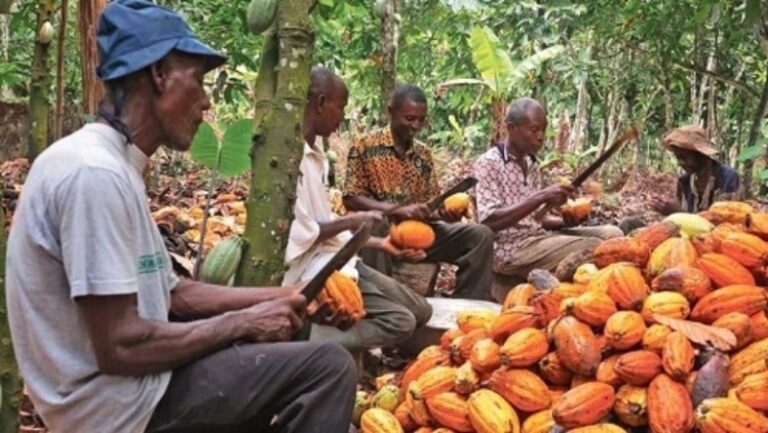 Cameroun : une production record de cacao de 309 518 tonnes marque la campagne 2024-2025