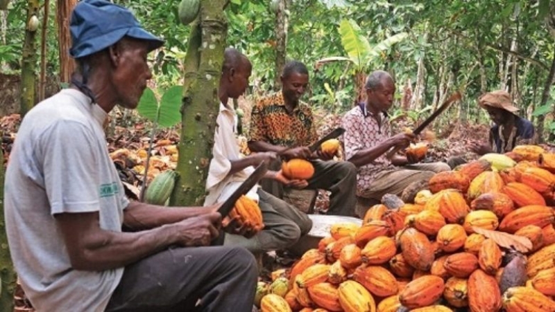 Cameroun : une production record de cacao de 309 518 tonnes marque la campagne 2024-2025