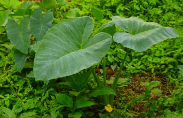 Le taro (Colocasia esculenta), une culture vivrière enracinée au Sénégal : entre tradition et potentialités économiques