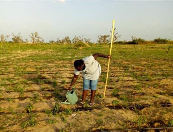 Thérèse Diouf Ba : De la haute fonction publique à l'agriculture solidaire pour l'autonomisation des femmes rurales