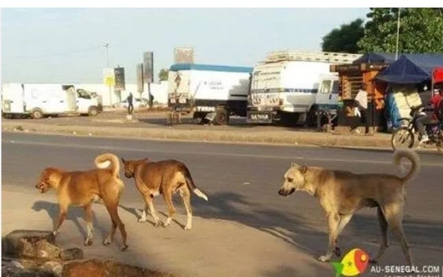 Rage au Sénégal : entre vaccination et abattage des chiens errants, un défi sanitaire persistant