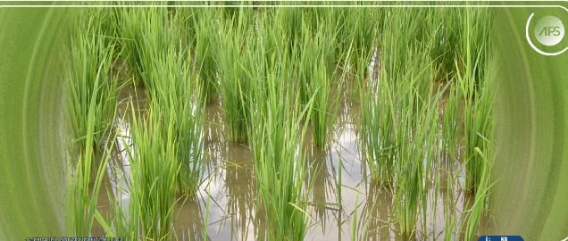 Matam : les inondations menacent la campagne rizicole avec plus de 1200 hectares submergés