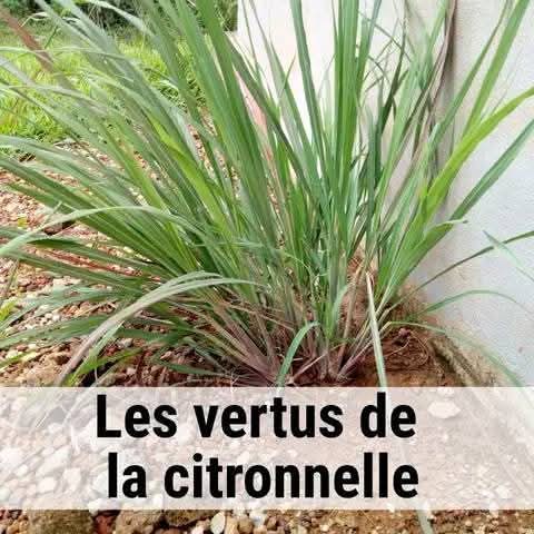 Les Vertus Cachées de la Citronnelle : Une Plante Sacrée entre Science, Foi et Sagesse Spirituelle