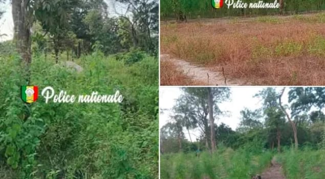 Ziguinchor : la police démantèle un réseau de culture illégale de cannabis à Djibidione