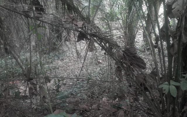 Franceville : une sexagénaire violemment agressée dans une forêt