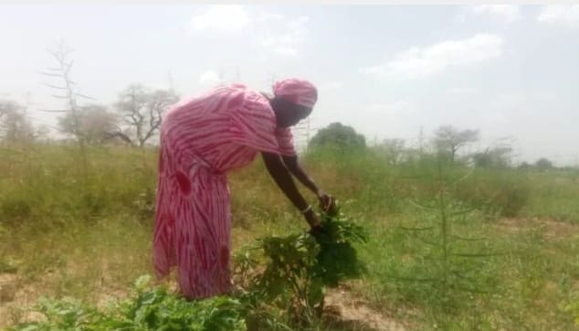 Cayor : la nouvelle ceinture verte qui veut nourrir le Sénégal