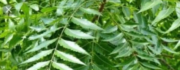 Les Feuilles de Neem : Trésor Naturel pour Votre Santé