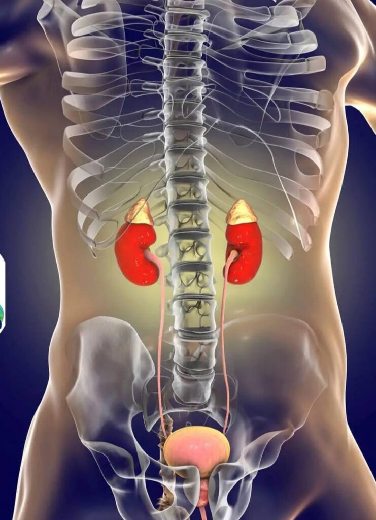 L’INSUFFISANCE RÉNALE : UN MAL SILENCIEUX QUI GAGNE DU TERRAIN AU SÉNÉGAL