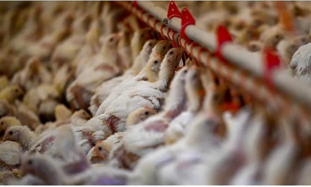 Espagne : alerte maximale face à la grippe aviaire, confinement général des volailles après l’abattage de 2,5 millions de poules