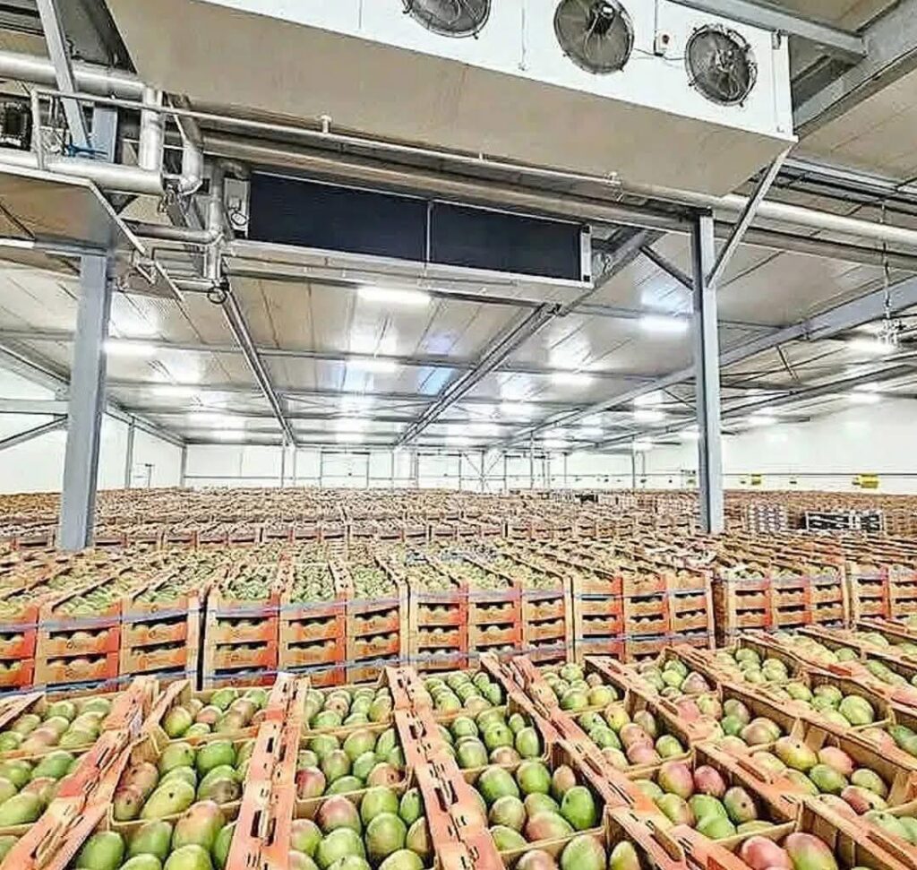 Burkina Faso : première puissance africaine de la mangue, un leadership qui inspire le continent