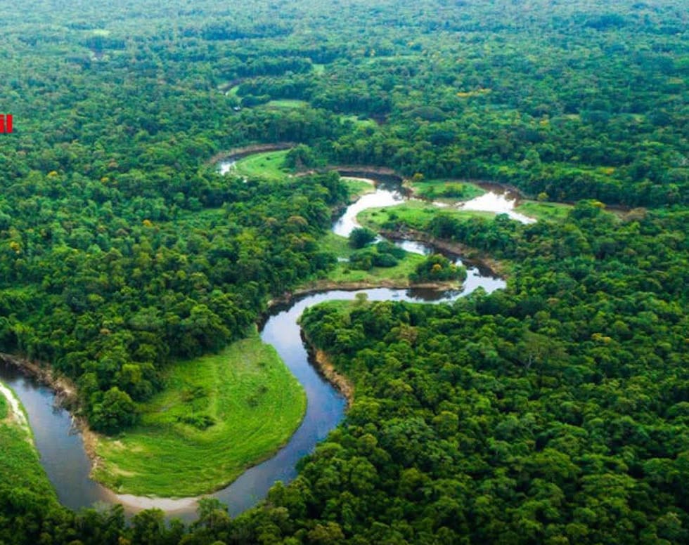Amazonie : quand la forêt reprend la parole