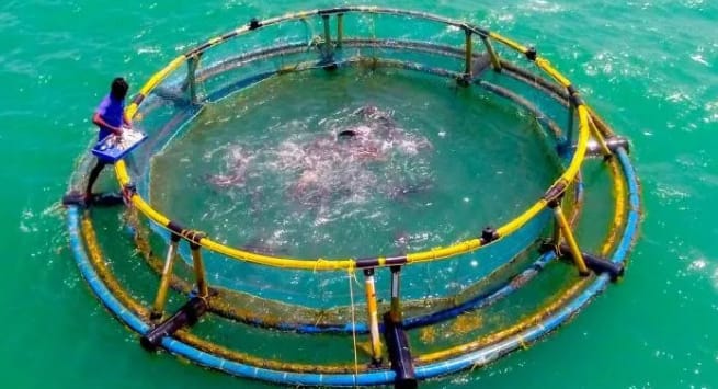 Sénégal : L’aquaculture, solution stratégique face à la raréfaction du poisson