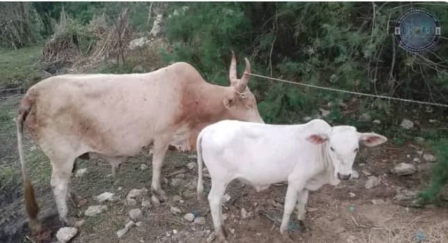 Ndiakhirate : un individu arrêté avec huit vaches volées