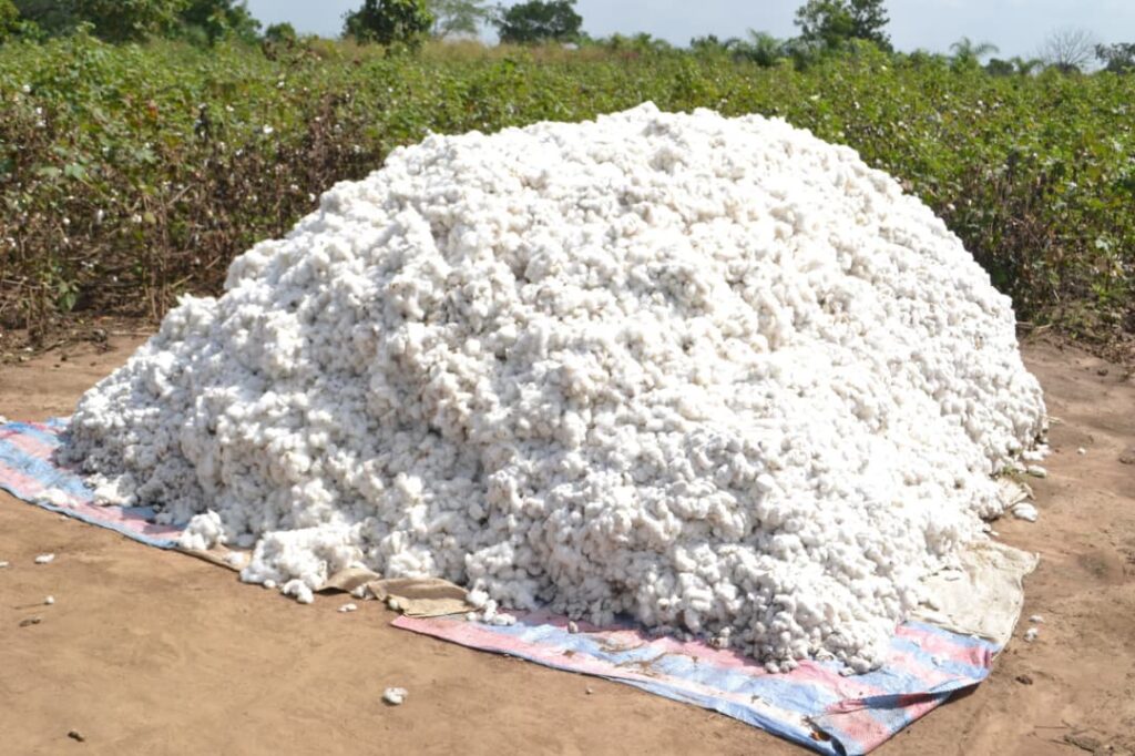 Togo/Coton-graine : une campagne 2025-2026 lancée avec rigueur pour l’étape décisive avant le paiement des producteurs
