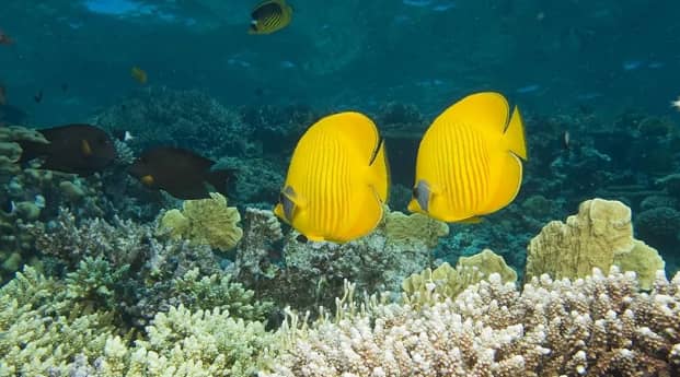 Haute mer : l’ONU met fin à l’anarchie maritime avec l’entrée en vigueur du traité BBNJ