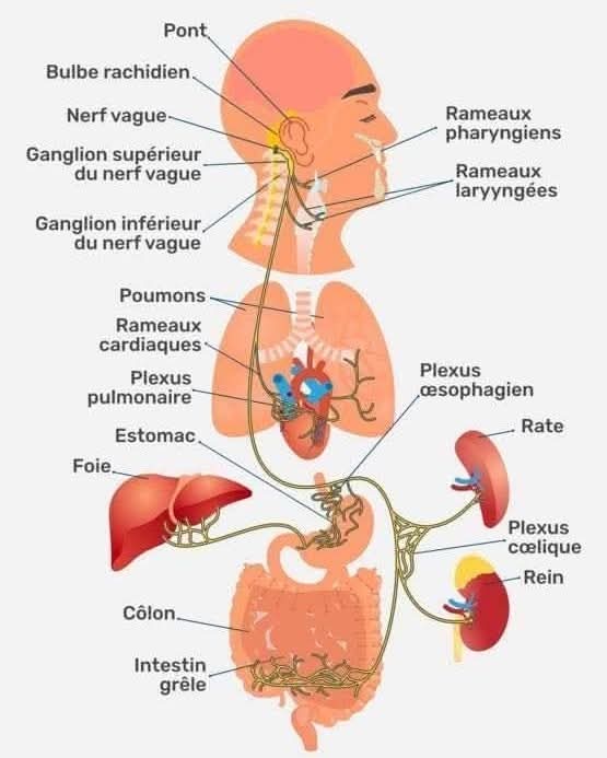 Le nerf vague : ce messager invisible qui veille sur notre bien-être