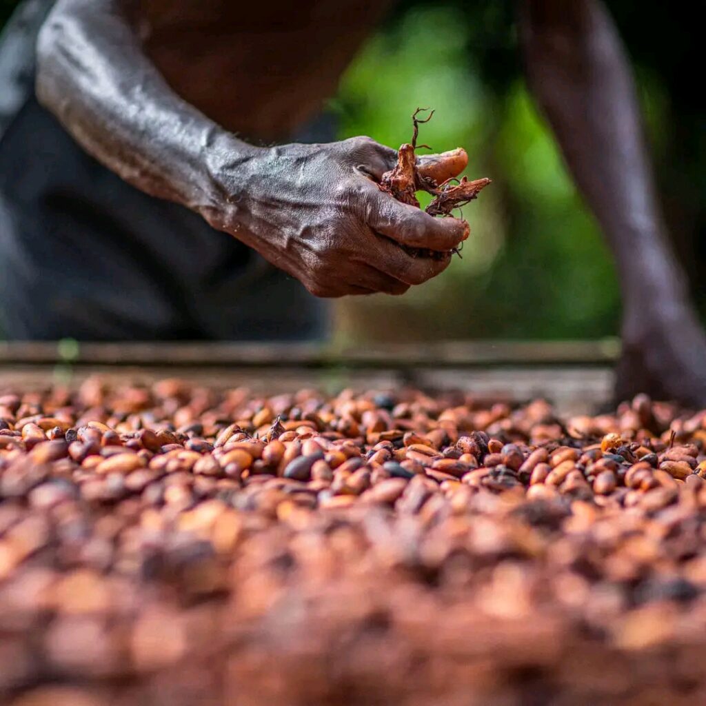 Ghana / Baisse du prix d’achat du cacao au producteur
