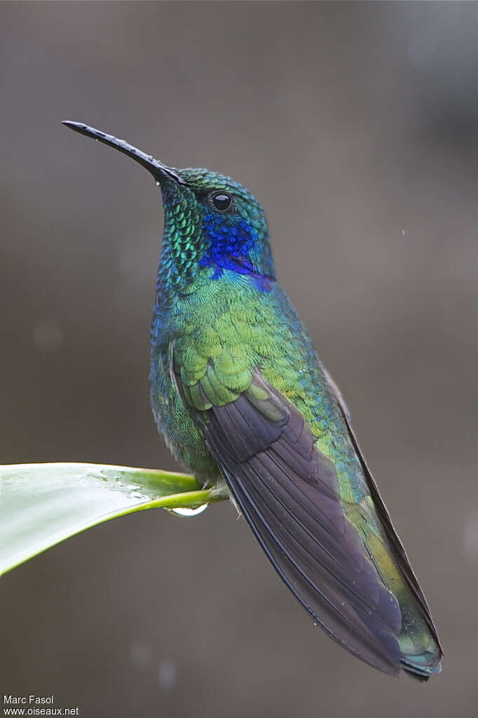Nature / Découverte : Le colibri, maître du vol stationnaire