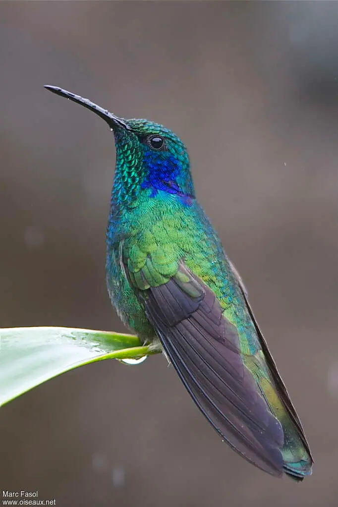Nature / Découverte : Le colibri, maître du vol stationnaire