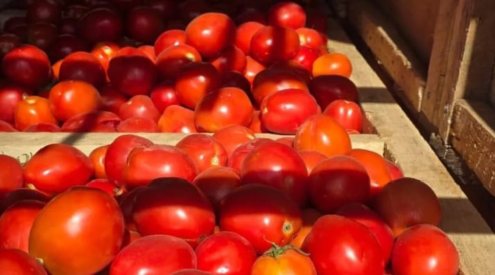 Burkina Faso : le gouvernement suspend l’exportation de la tomate pour booster l’industrie locale