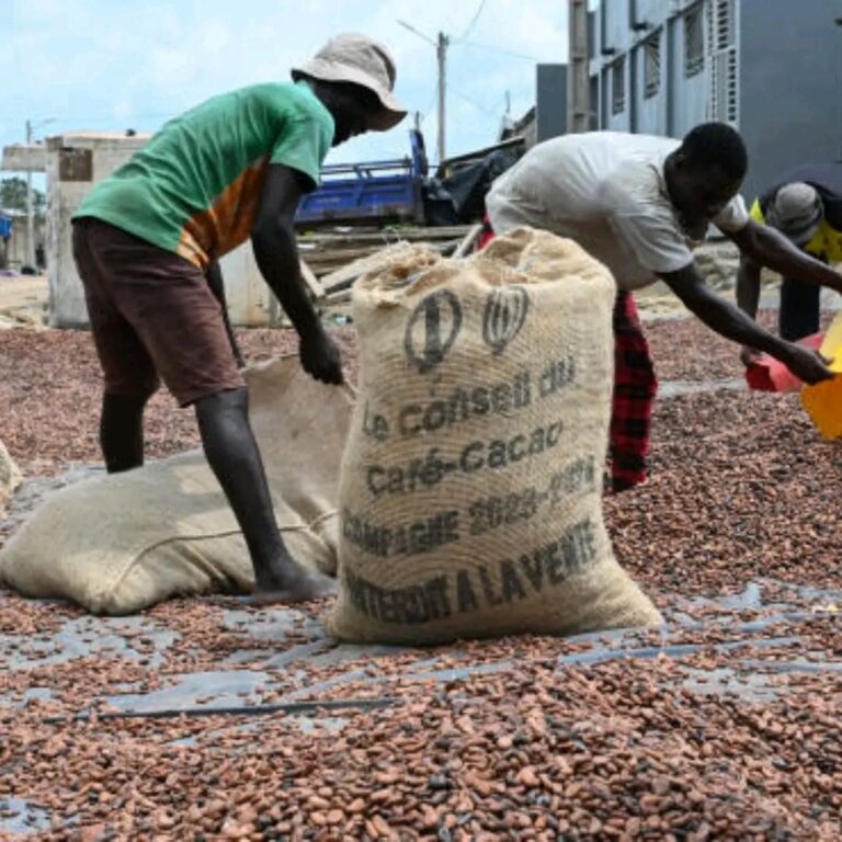 Côte d’Ivoire : le prix bord champ du cacao fixé à 1 200 FCFA/kg pour la campagne intermédiaire.