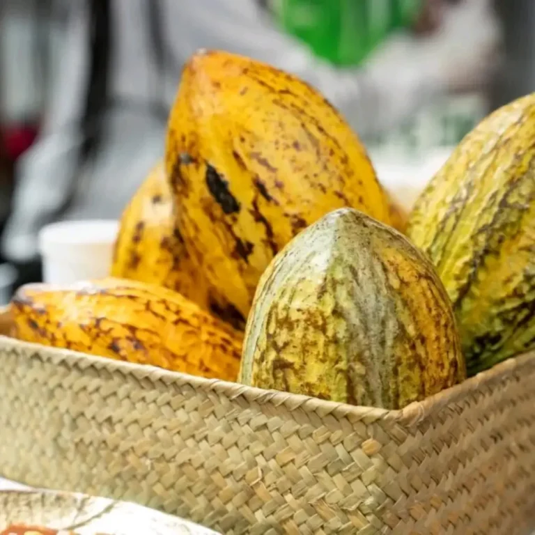 Côte d’Ivoire : tensions entre le Conseil Café-Cacao et l’OIA autour du rachat des invendus.