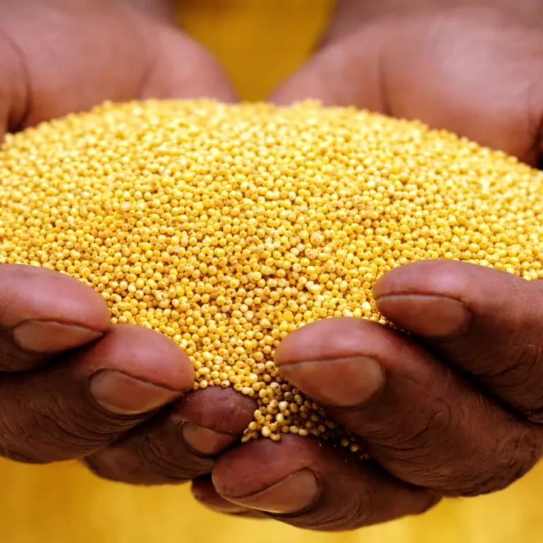 Ghana : Washington et Pékin font pression contre la hausse des taxes sur l’or.