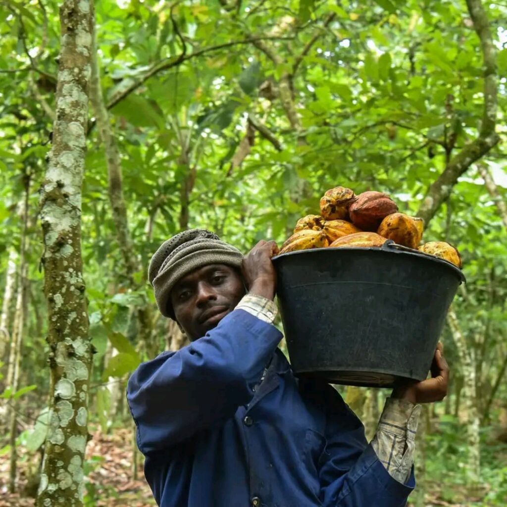 Côte d’Ivoire : l’État injecte 231 milliards FCFA pour soutenir les planteurs de cacao face à la chute des prix