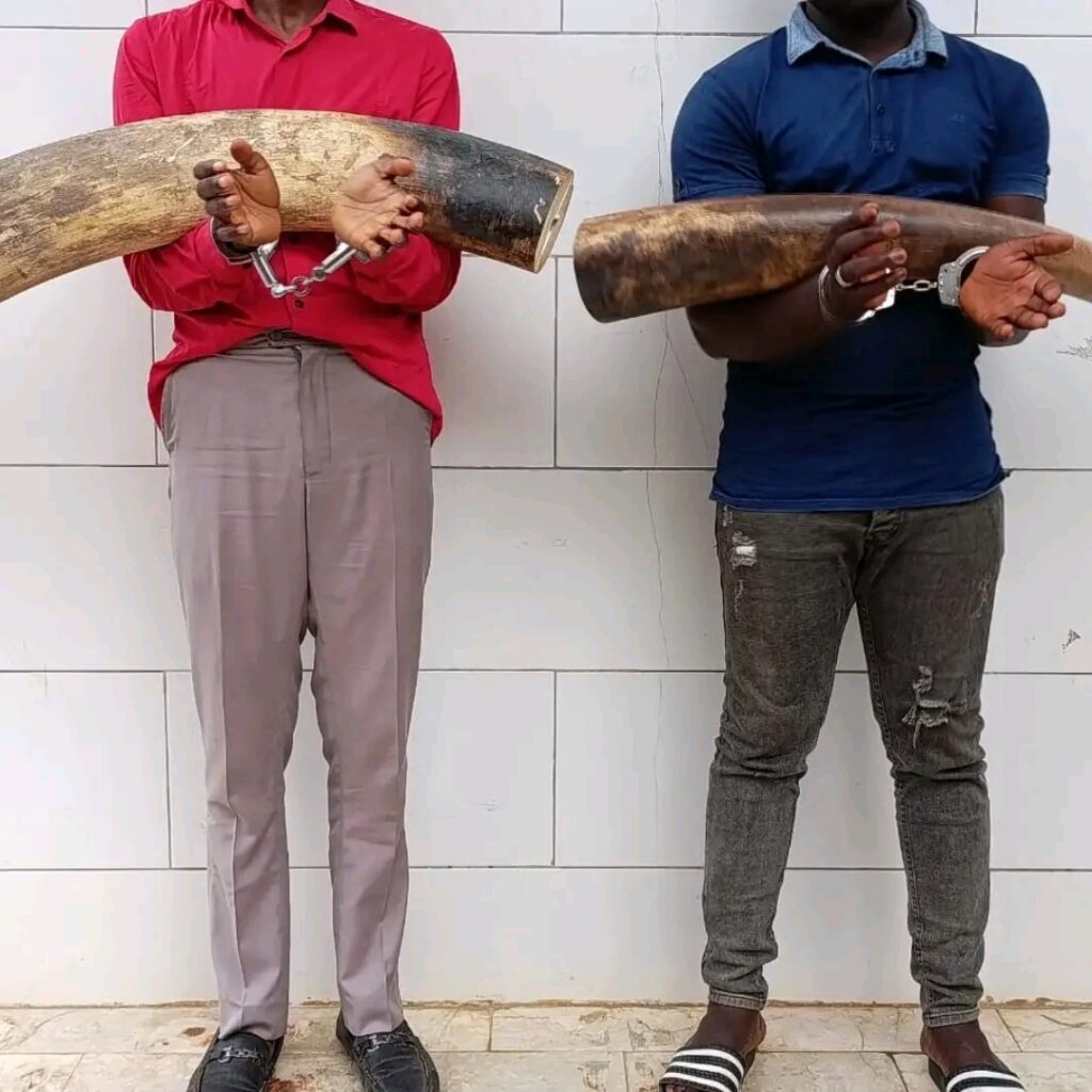 Trafic d’ivoire : la justice ivoirienne condamne deux braconniers à dix ans de prison ferme.